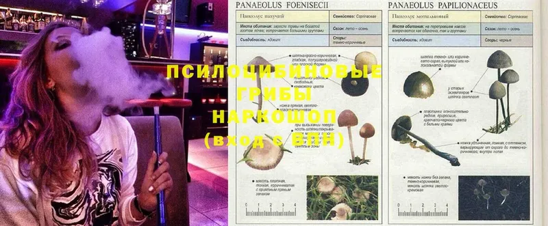 Псилоцибиновые грибы Psilocybe  закладка  Кизляр 